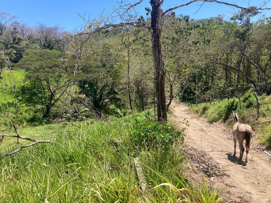 Property photo for Manzanillo Residential Lot 2 , Manzanillo, Santa Teresa, Cobano, Puntarenas, Puntarenas, Costa Rica