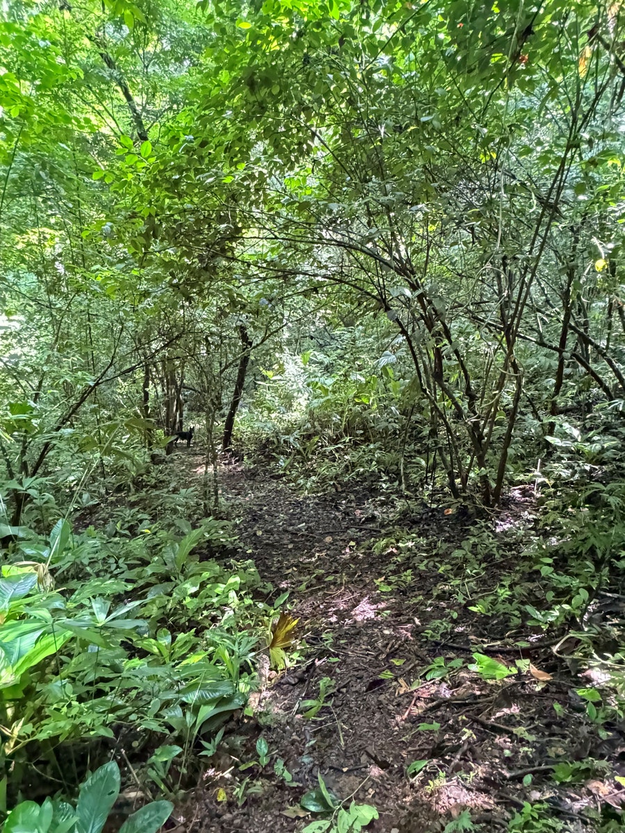 Private Ocean View Land — photo 10 of 12