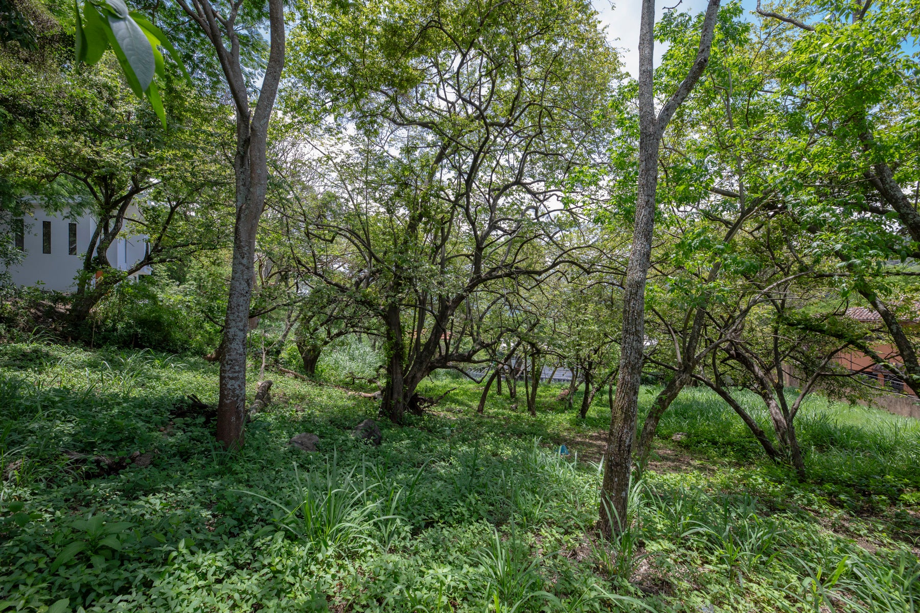 Residential Private Lush Lot — photo 2 of 11