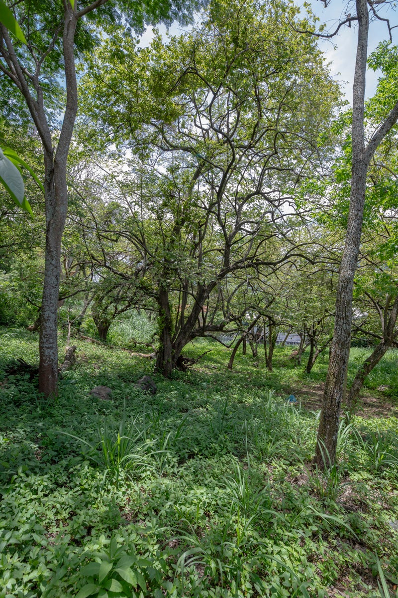 Residential Private Lush Lot — photo 3 of 11