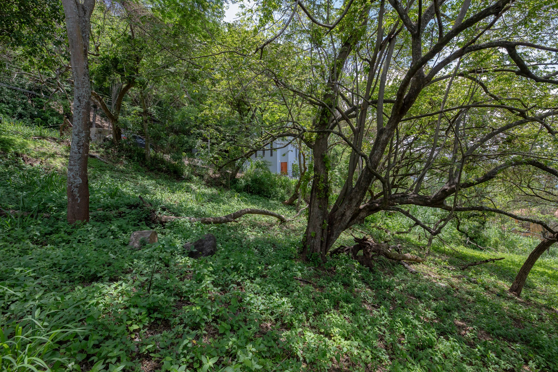 Residential Private Lush Lot — photo 4 of 11