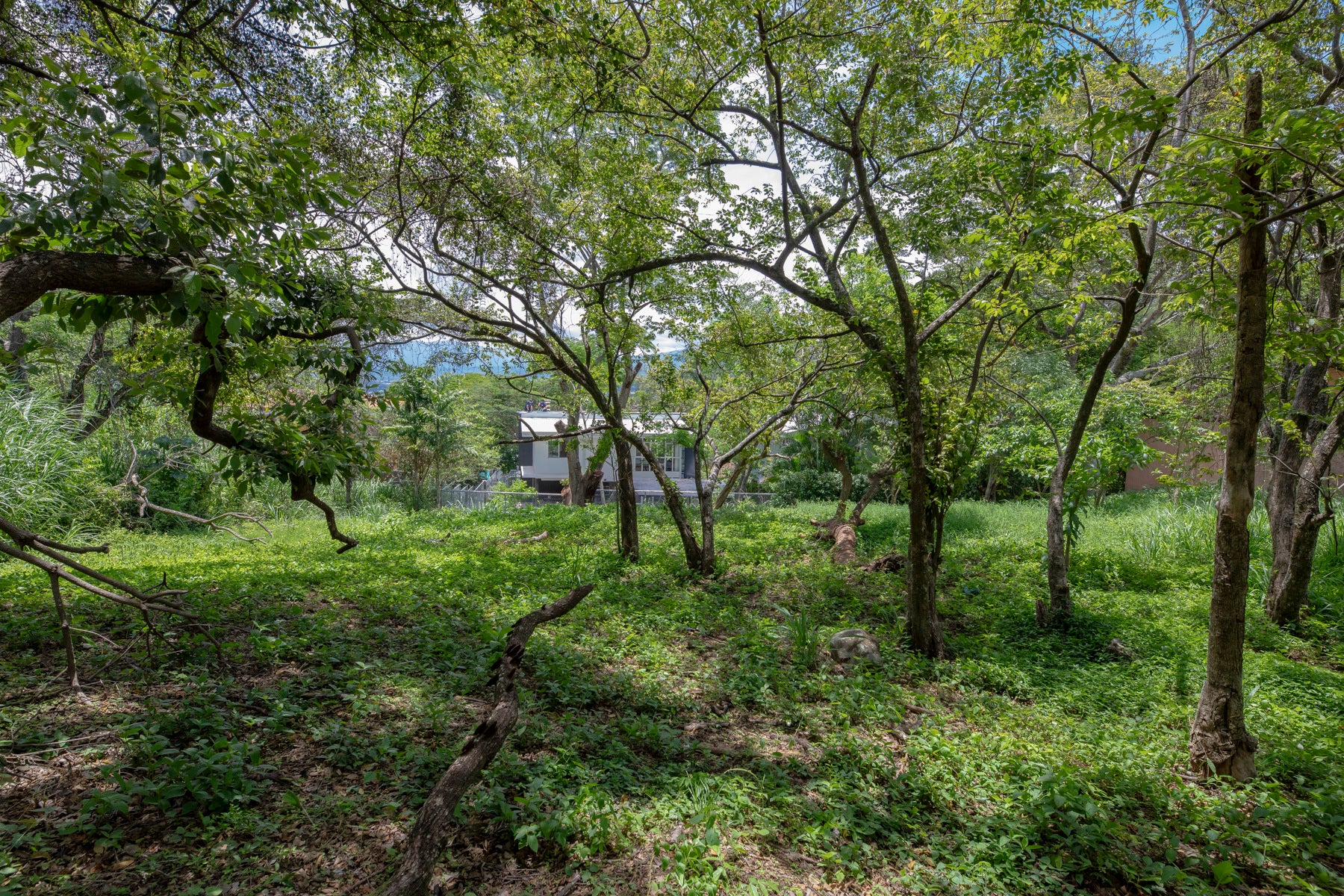 Residential Private Lush Lot — photo 5 of 11