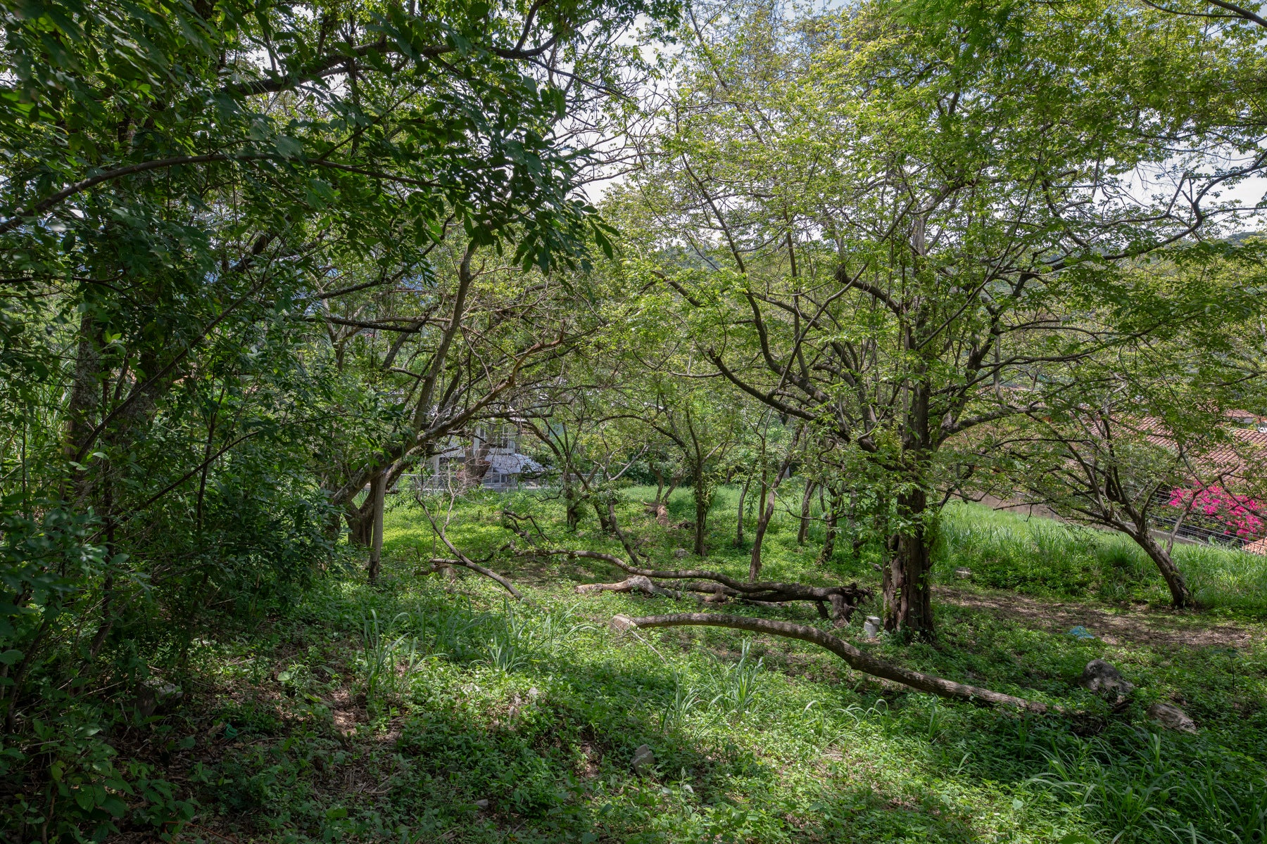 Residential Private Lush Lot — photo 9 of 11