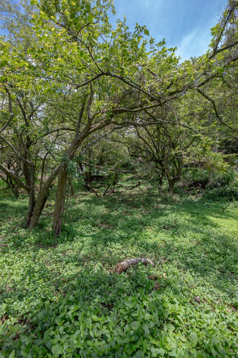 Residential Private Lush Lot — photo 10 of 11