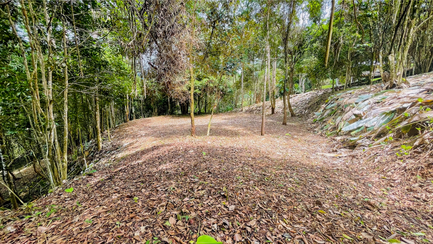 Large Jungle Lot At Calle Perezoso, Calle Perezoso, Ojochal, Bahia Ballena, Osa, Puntarenas, Costa Rica 60501