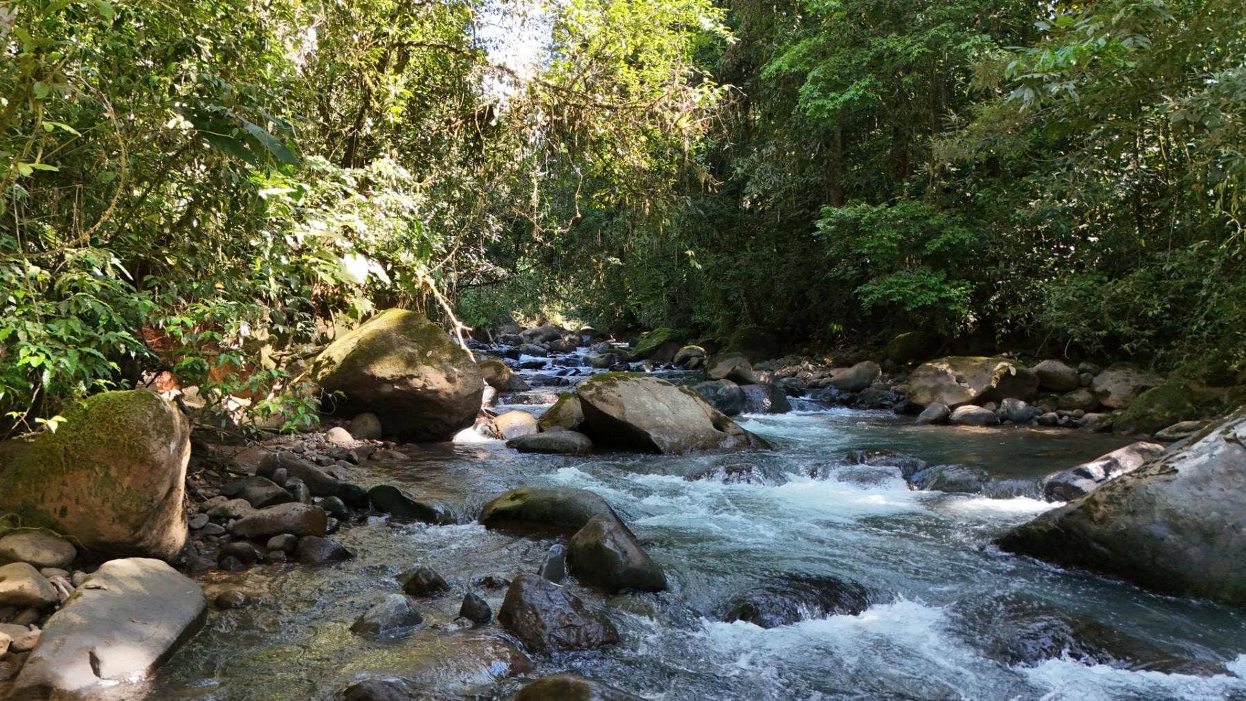 Jewel of Perez Zeledon — photo 13 of 19