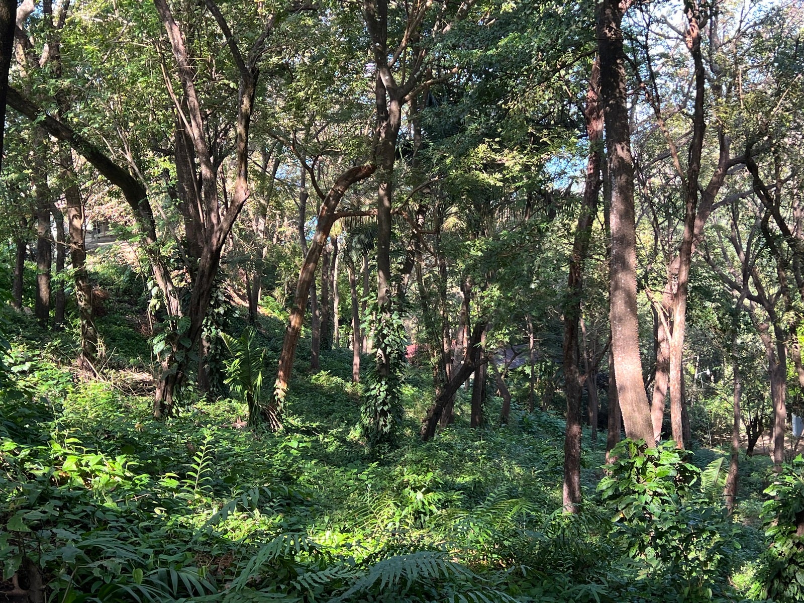 Lot 23, Spectacular Hilltop Lot with Ocean Views in Santa Teresa, Maramar, Santa Teresa, Cobano, Puntarenas, Puntarenas, Costa Rica 60111 Lot 23, Spectacular Hilltop Lot with Ocean Views in Santa Teresa, Maramar, Santa Teresa, Cobano, Puntarenas, Puntarenas, Costa Rica 60111
