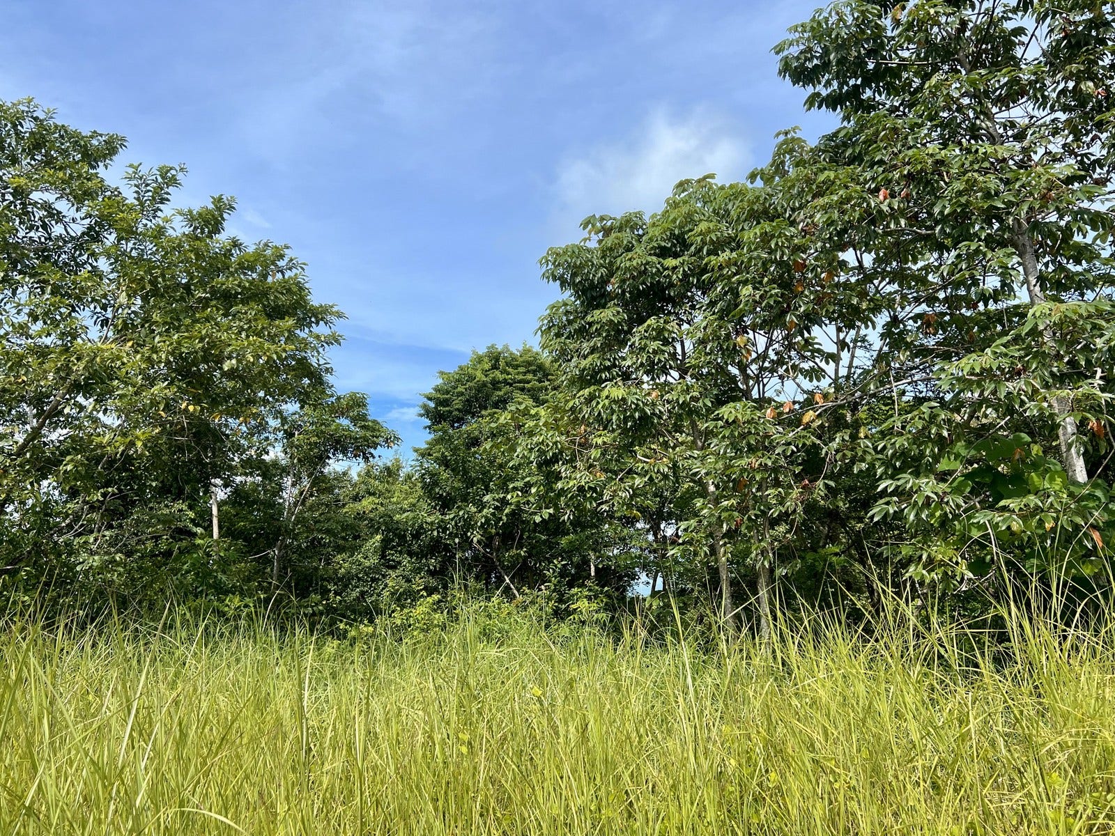 Private Ocean View Lot — photo 3 of 7