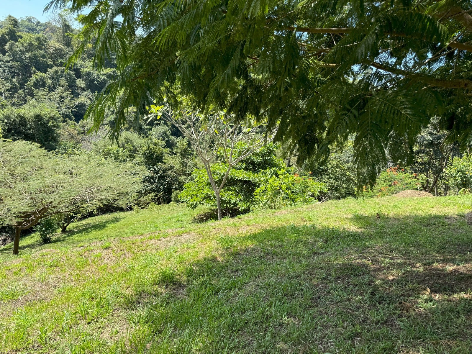 Ocean View Lots with Privacy and Tranquility — photo 5 of 13