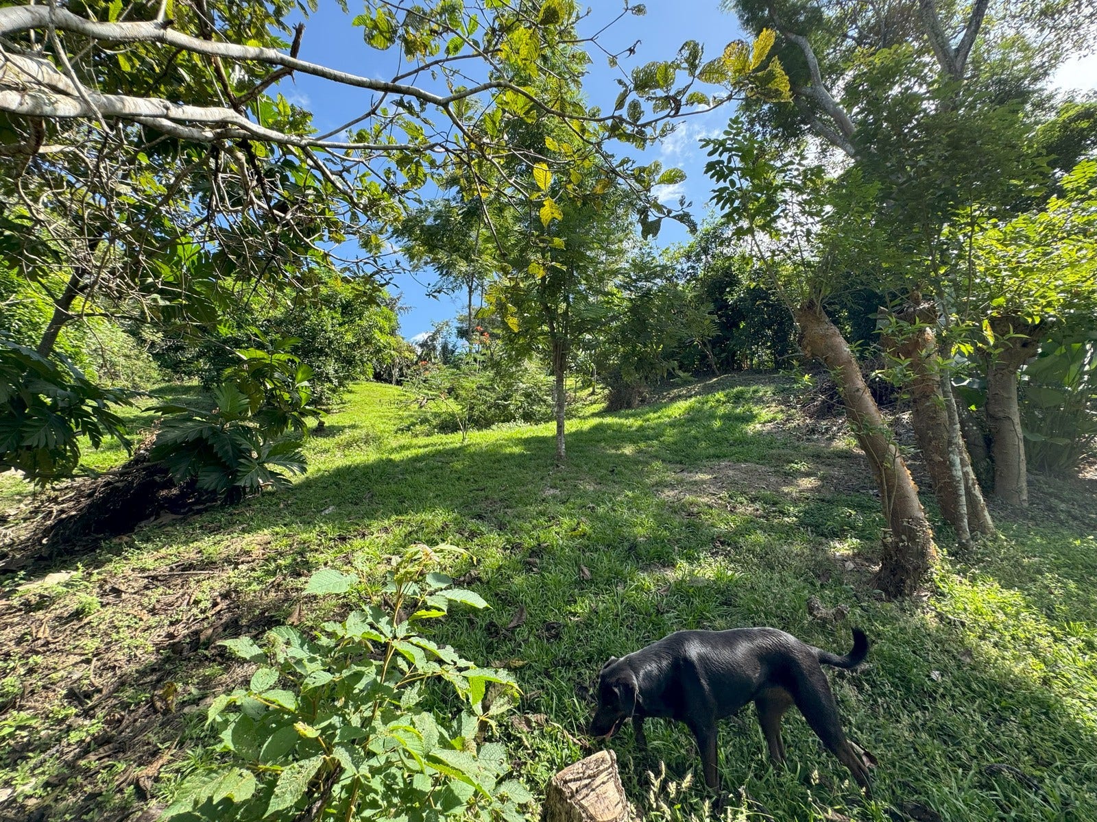 Ocean View Lots with Privacy and Tranquility — photo 7 of 13
