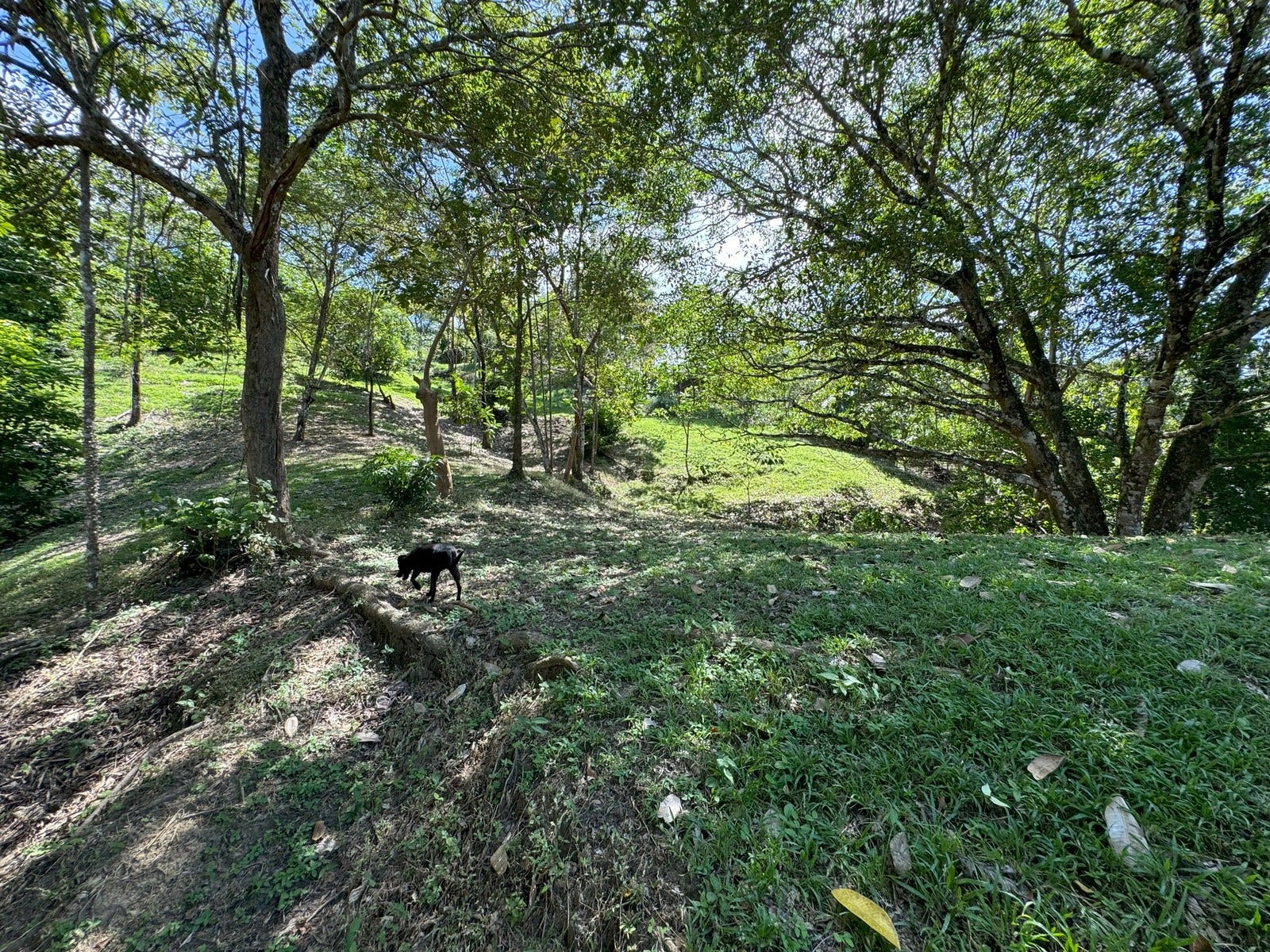 Ocean View Lots with Privacy and Tranquility — photo 9 of 13