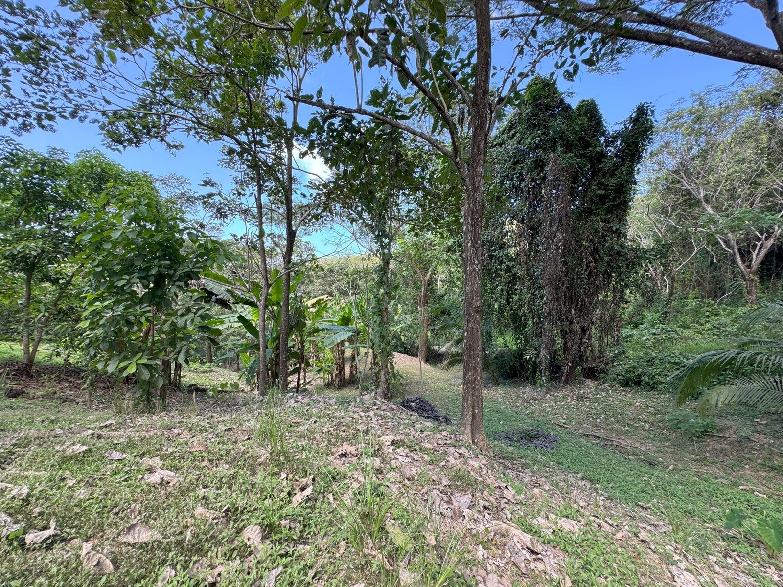 Ocean View Lots with Privacy and Tranquility — photo 12 of 13