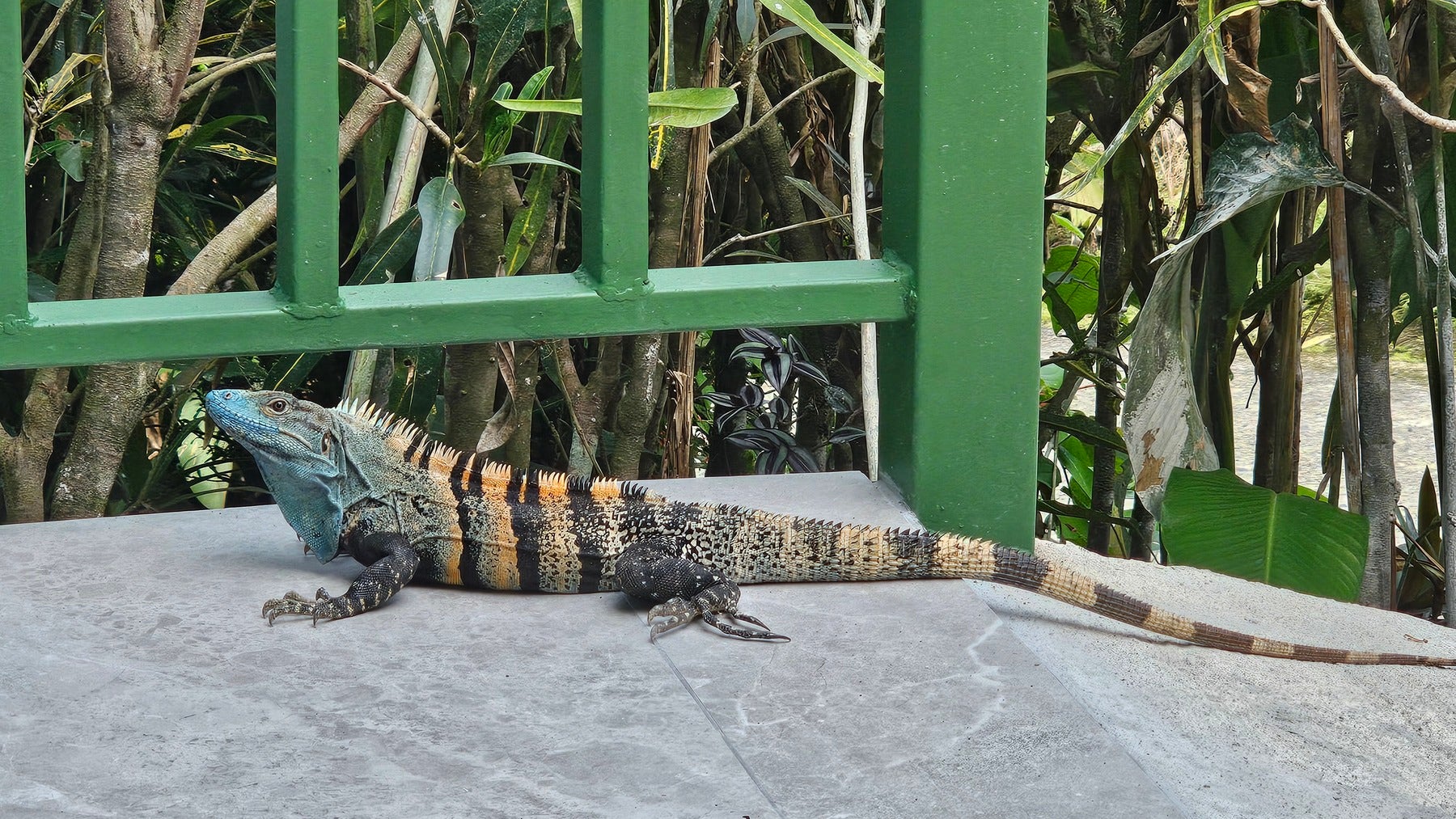 Private Jungle Retreat — photo 15 of 16