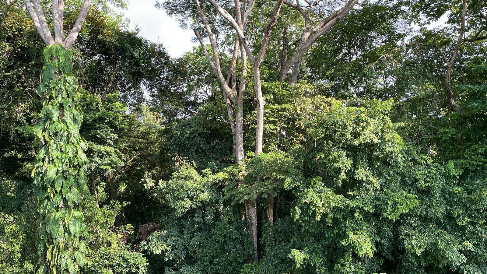 Sustainable Residential Lots — photo 9 of 19