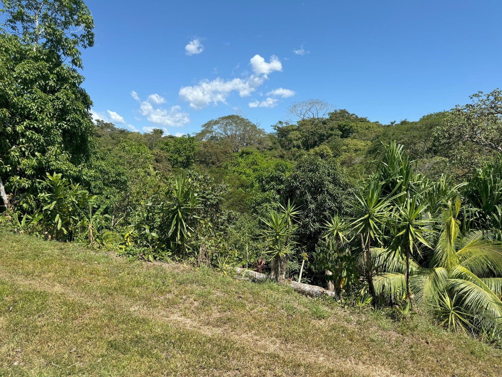 Beautiful Land and Casita Manzanillo — photo 6 of 19