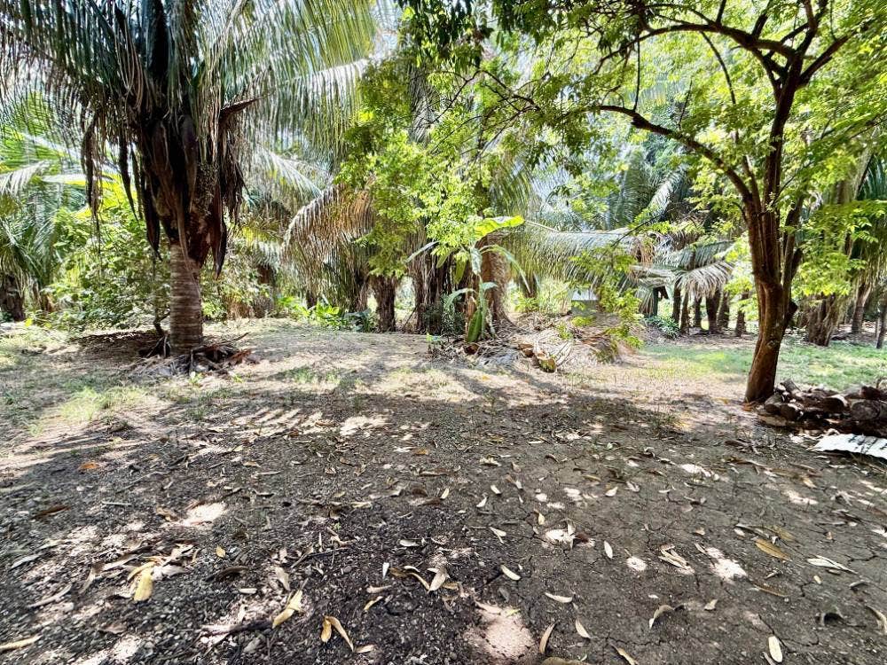 Prime Corner Lot in the Heart of Santa Teresa — photo 5 of 7