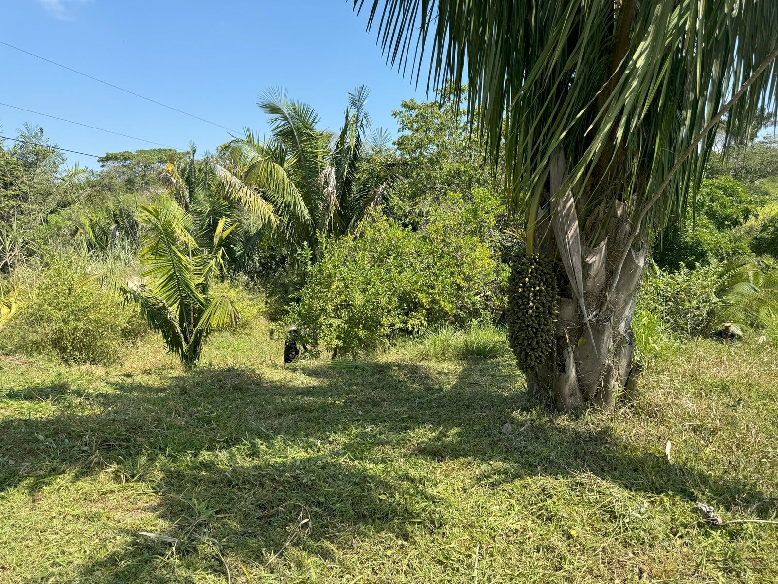 Beautiful Lots Within Organic Farm — photo 3 of 9