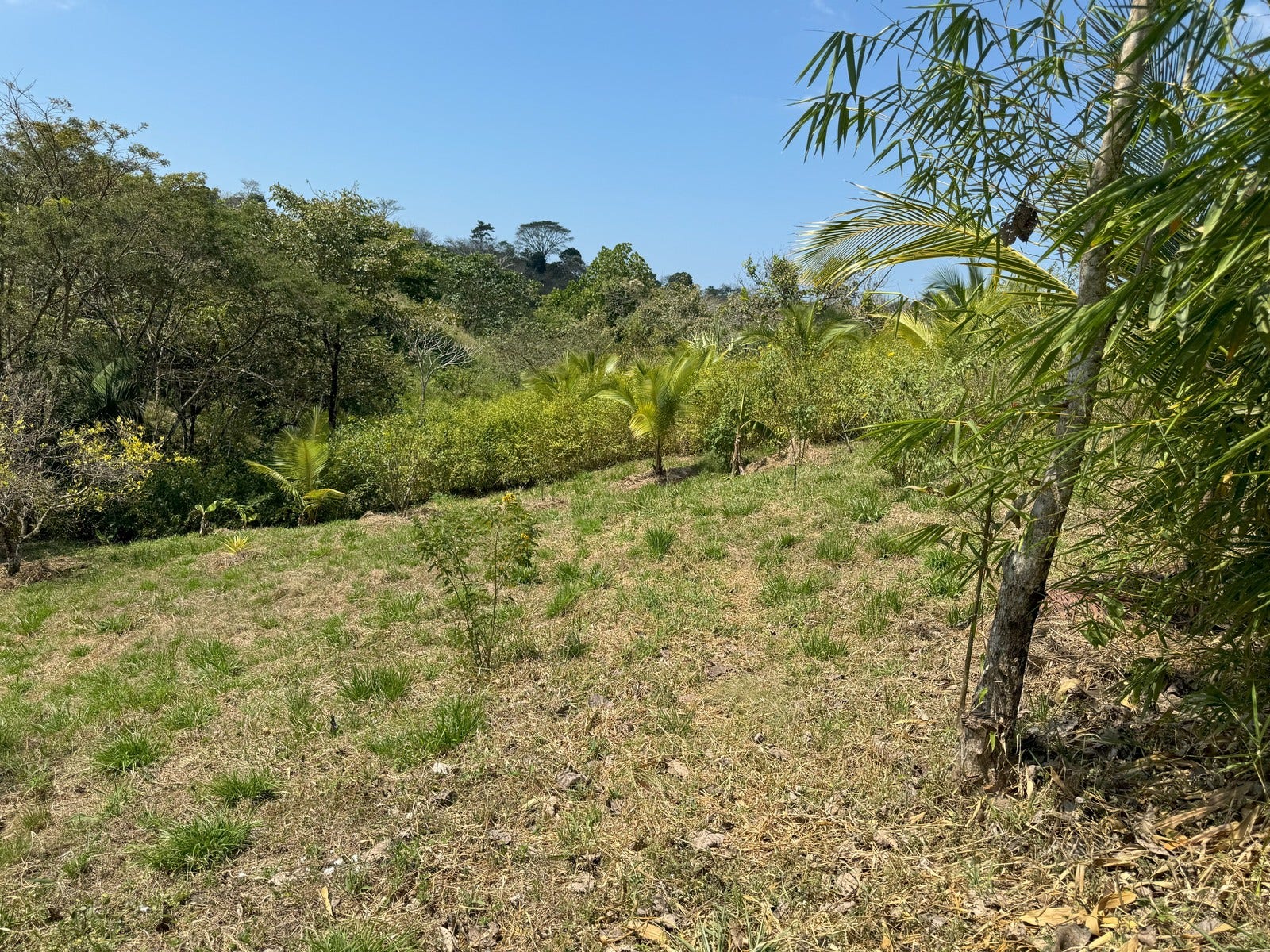 Beautiful Lots Within Organic Farm, San Isidro, Santa Teresa, Cobano, Puntarenas, Puntarenas, Costa Rica 60111
