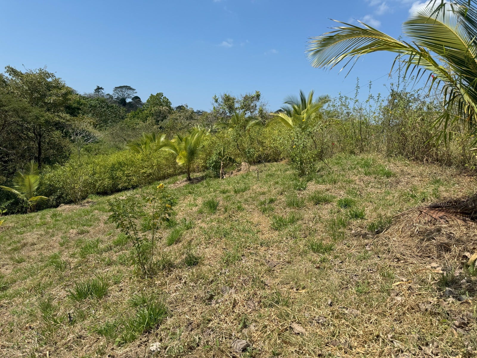 Beautiful Lots Within Organic Farm — photo 4 of 9