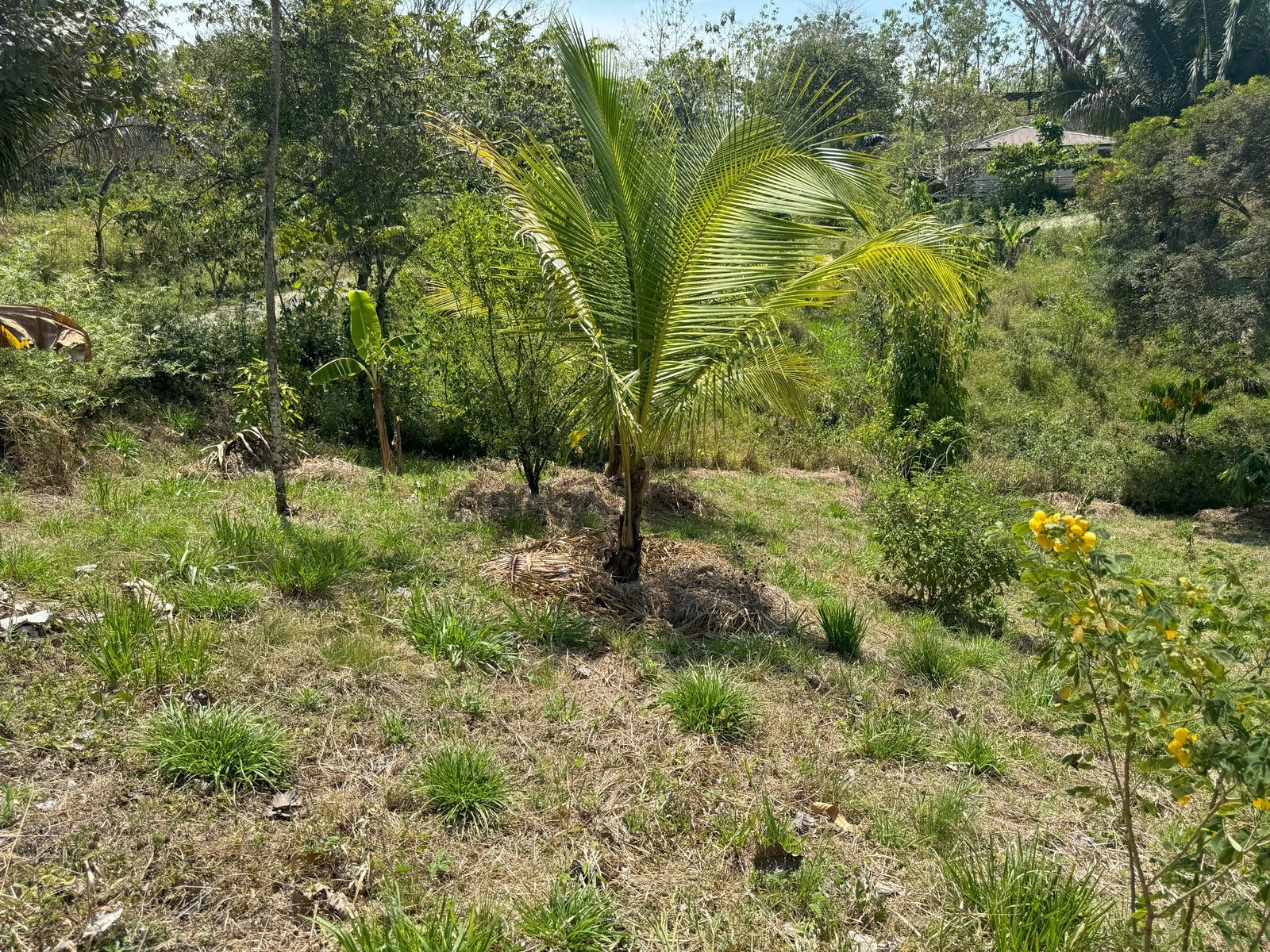 Beautiful Lots Within Organic Farm — photo 5 of 9
