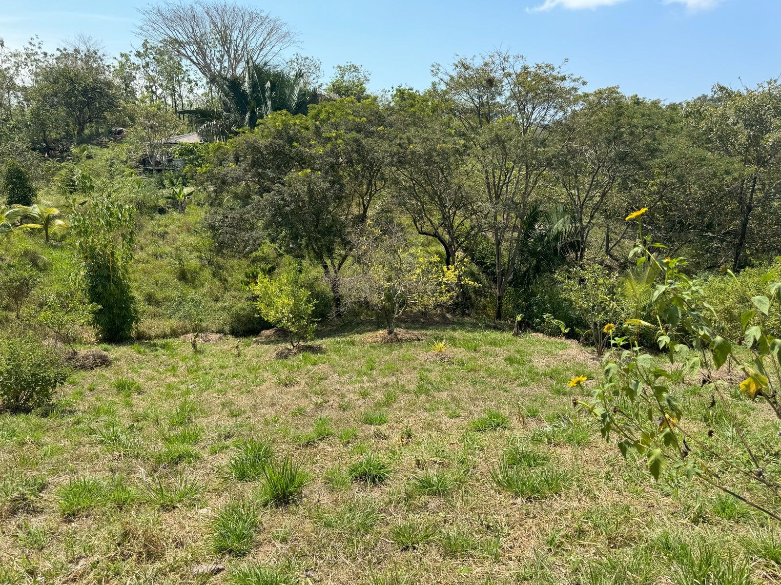 Beautiful Lots Within Organic Farm — photo 6 of 9