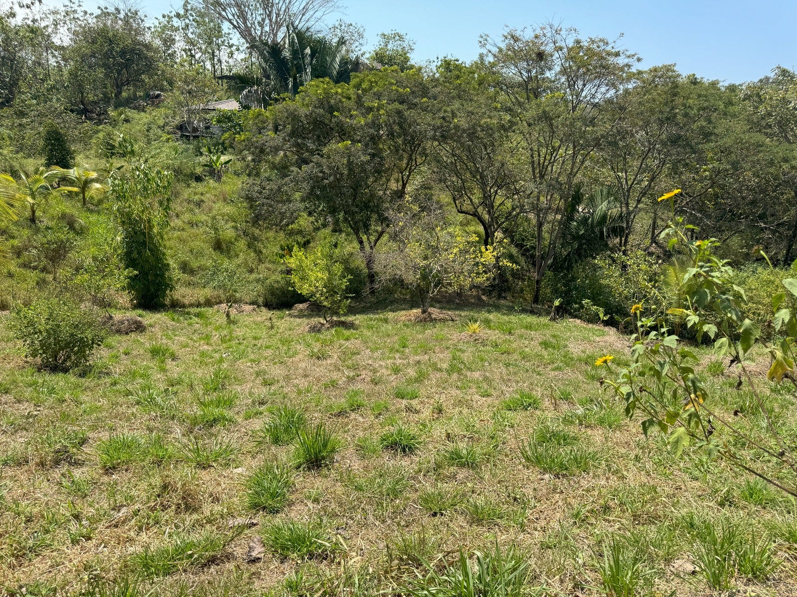 Beautiful Lots Within Organic Farm — photo 7 of 9