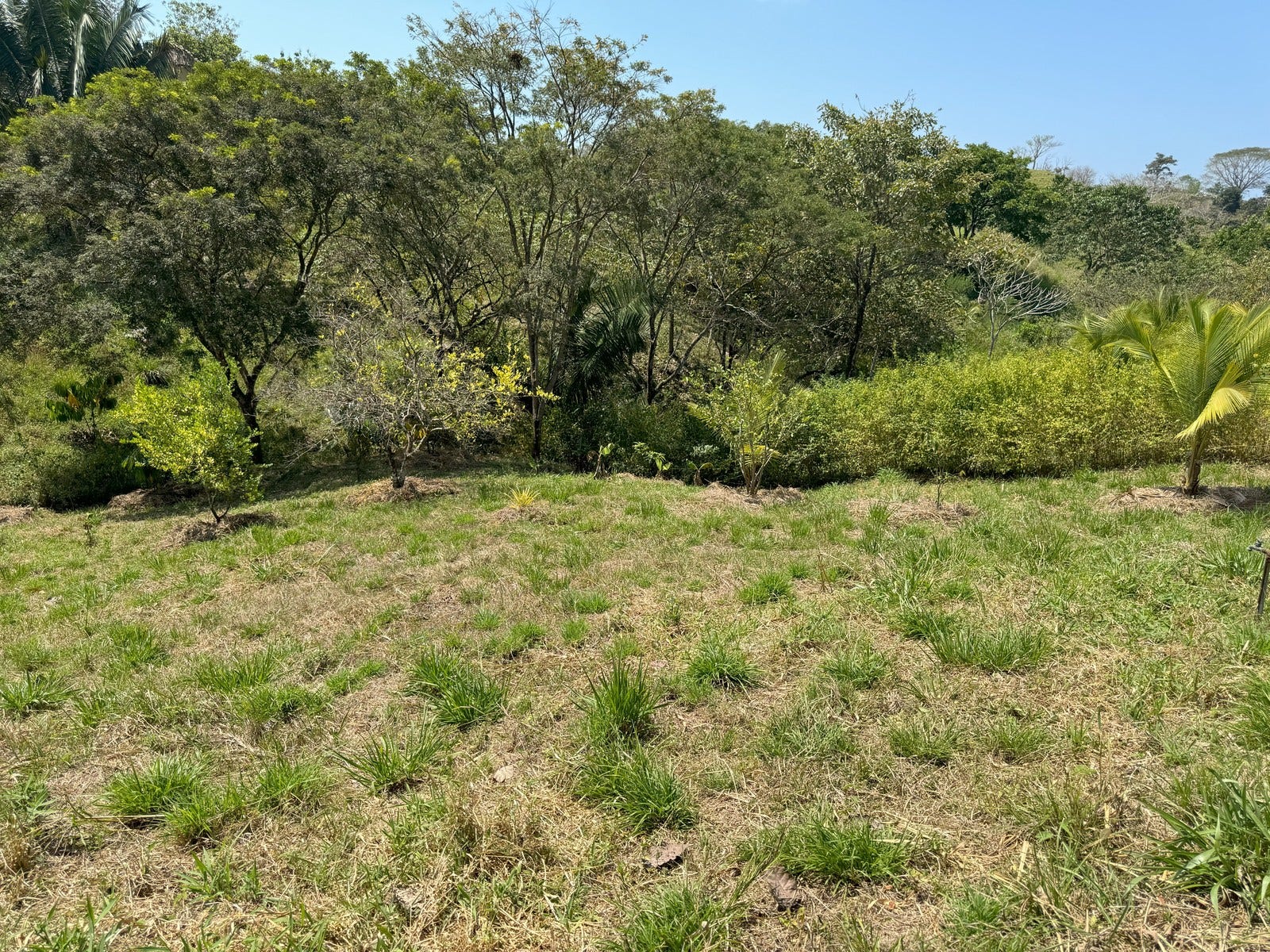 Beautiful Lots Within Organic Farm — photo 8 of 9