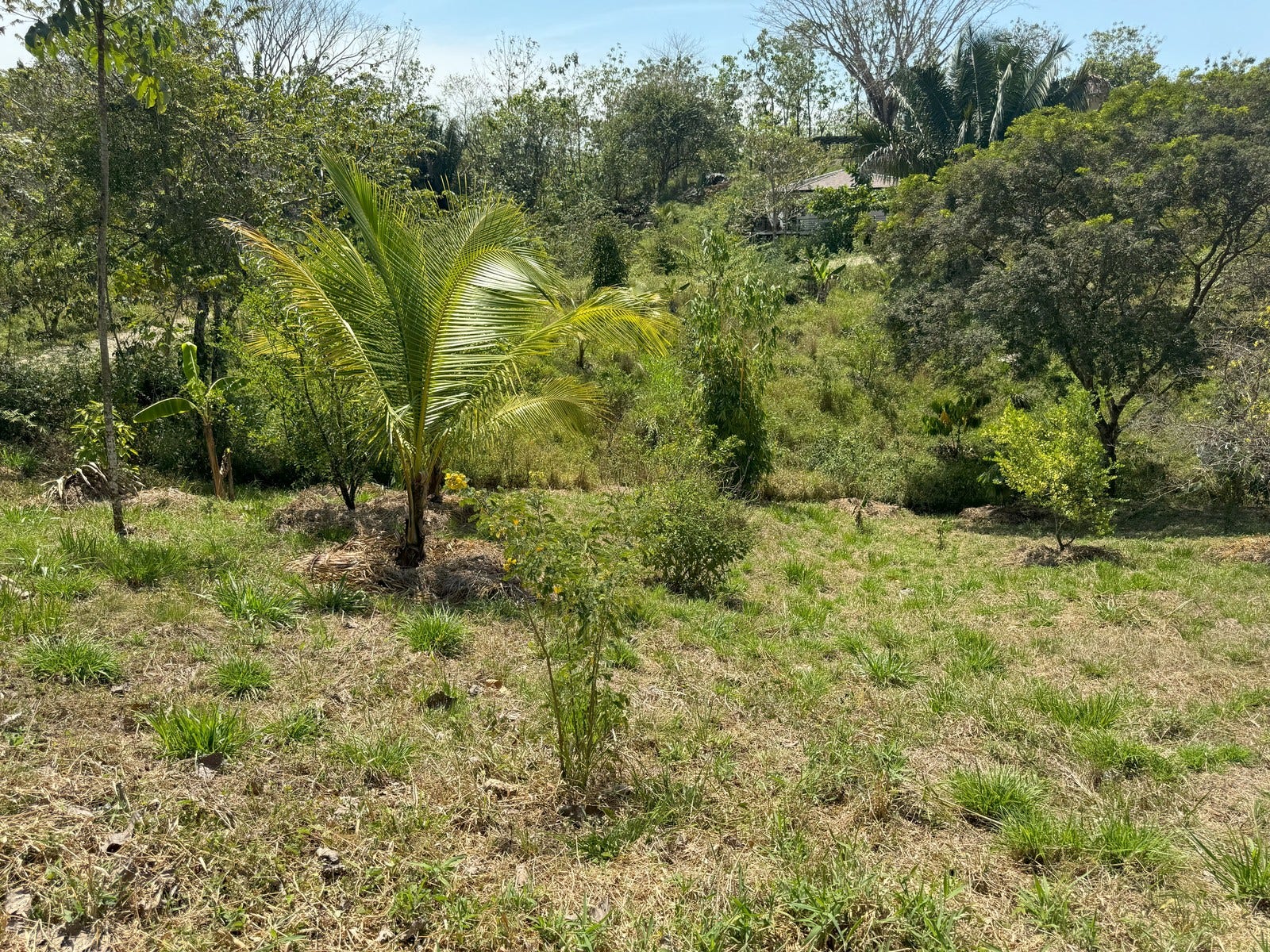 Beautiful Lots Within Organic Farm — photo 9 of 9