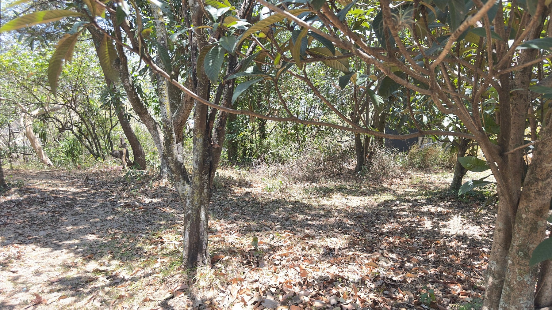 Guachipelin de Escazu, Milla de Oro — photo 5 of 8