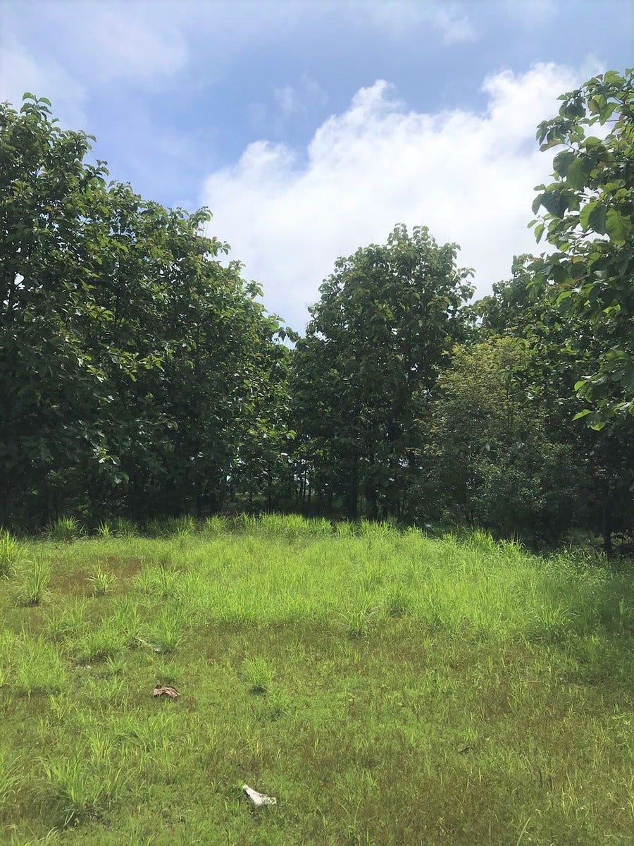 Flat Usable Lot in San Isidro — photo 2 of 15