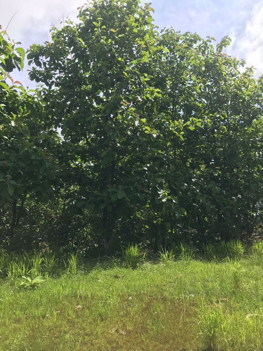 Flat Usable Lot in San Isidro — photo 3 of 15