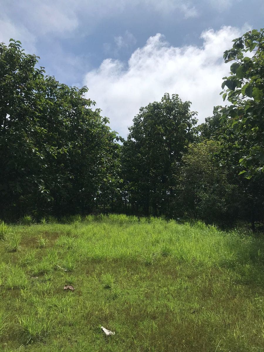 Flat Usable Lot in San Isidro — photo 4 of 15