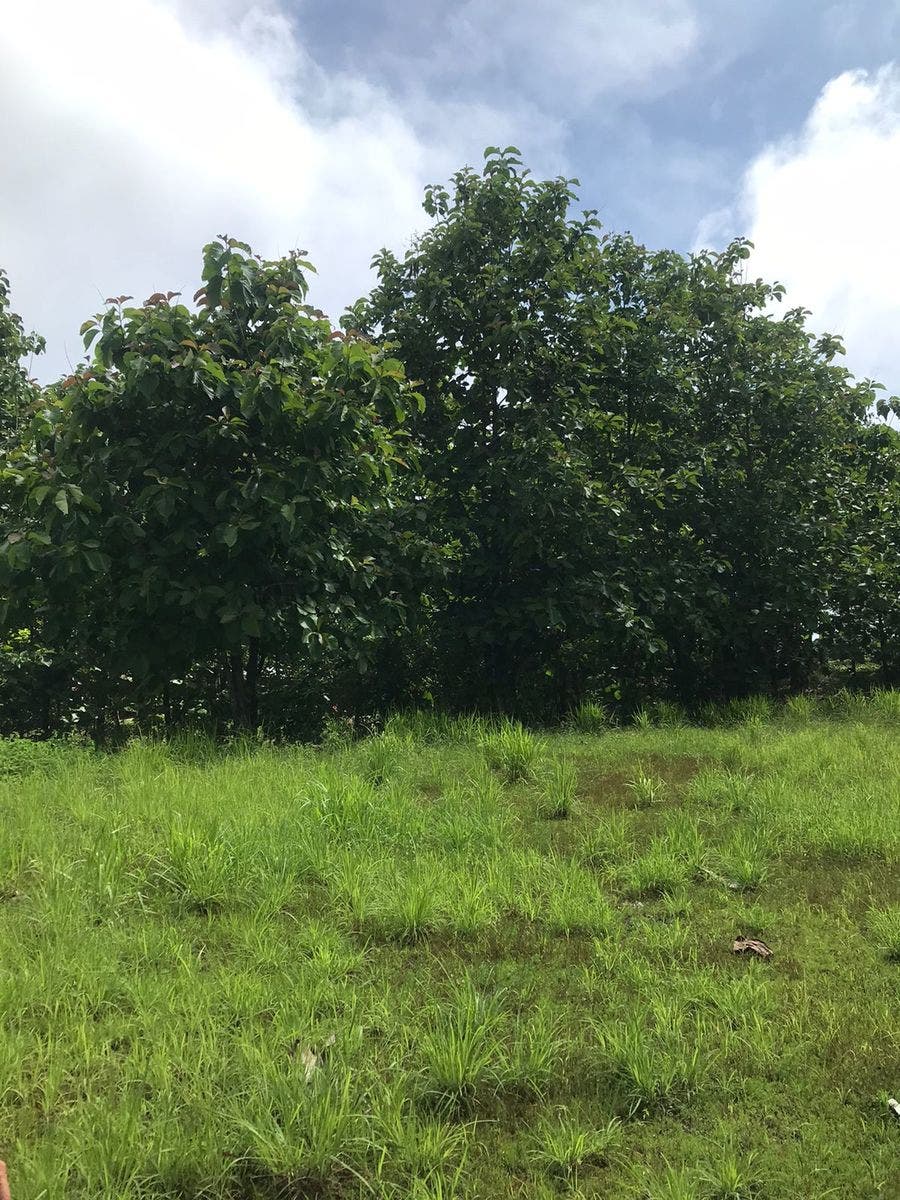 Flat Usable Lot in San Isidro — photo 5 of 15