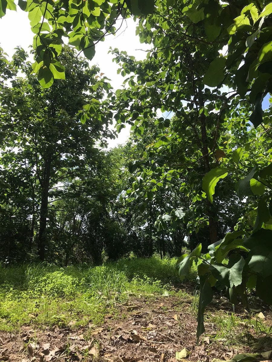 Flat Usable Lot in San Isidro — photo 6 of 15