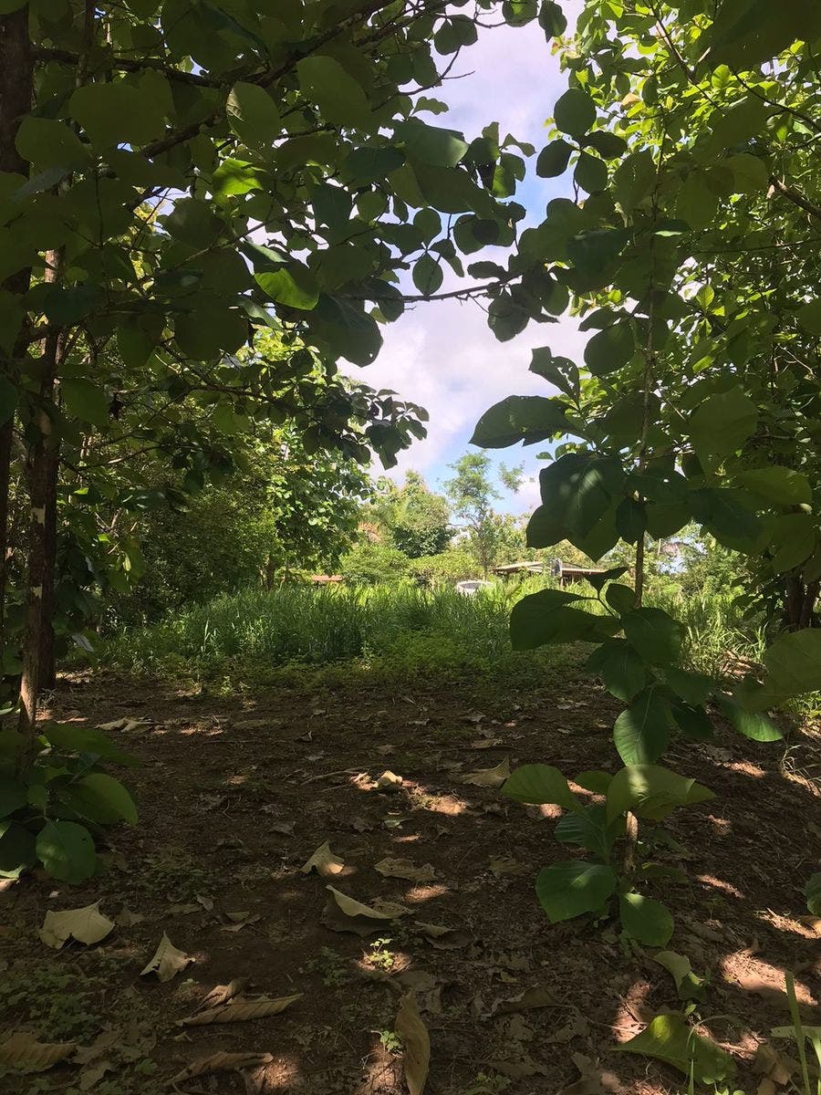 Flat Usable Lot in San Isidro — photo 7 of 15