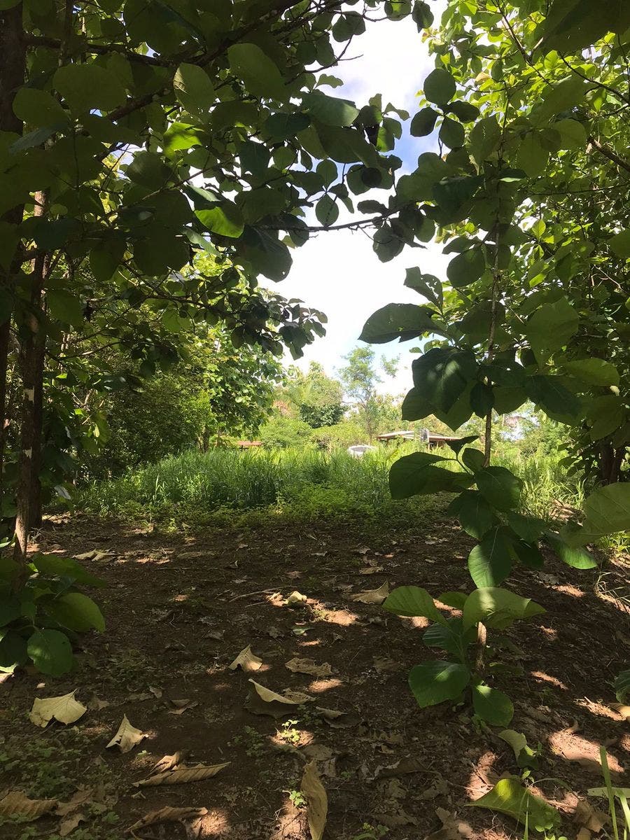 Flat Usable Lot in San Isidro, San Isidro, Santa Teresa, Cobano, Puntarenas, Costa Rica 60111