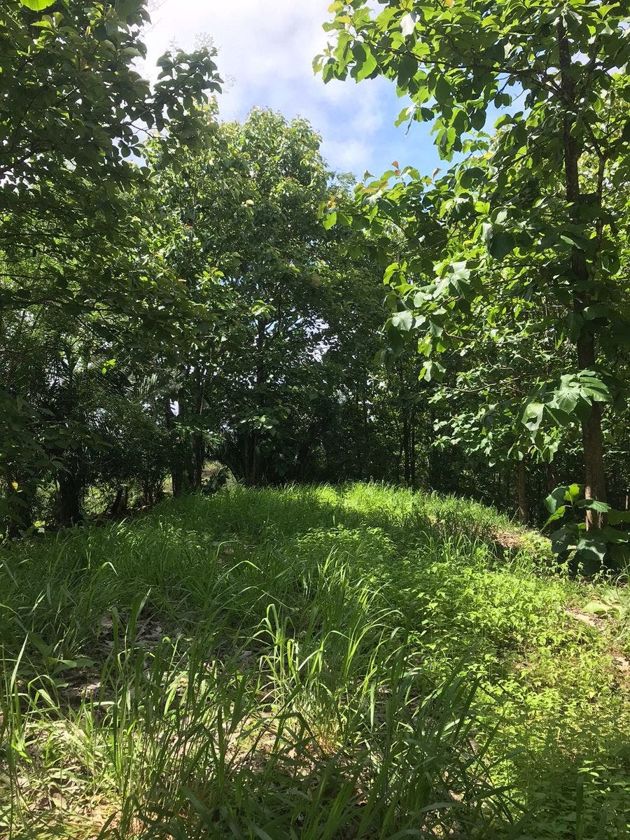 Flat Usable Lot in San Isidro — photo 8 of 15