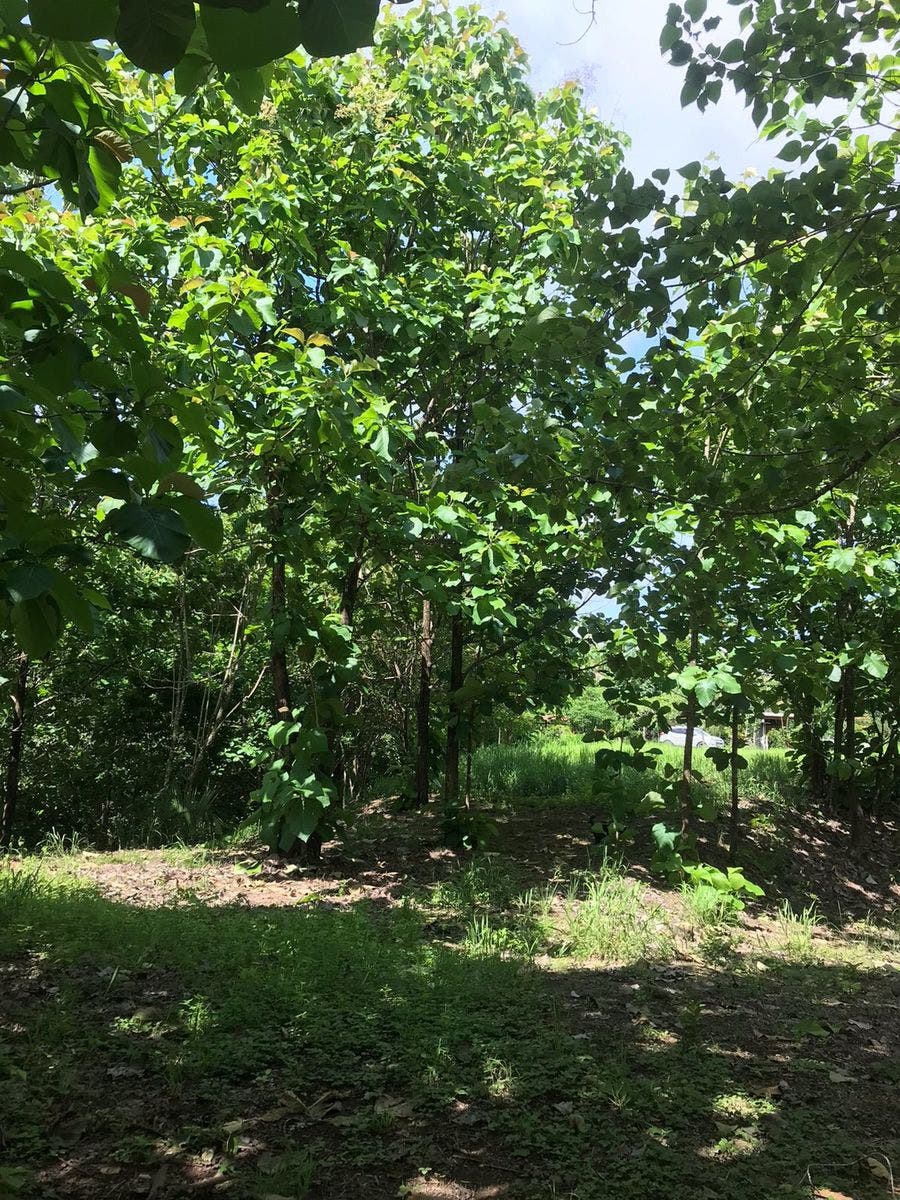 Flat Usable Lot in San Isidro — photo 9 of 15