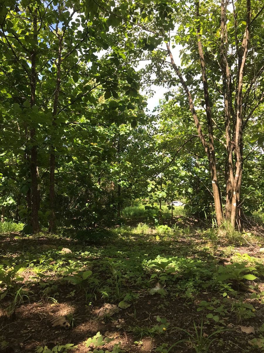 Flat Usable Lot in San Isidro — photo 10 of 15