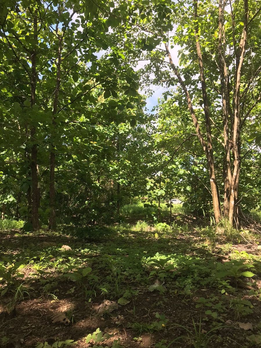 Flat Usable Lot in San Isidro — photo 11 of 15