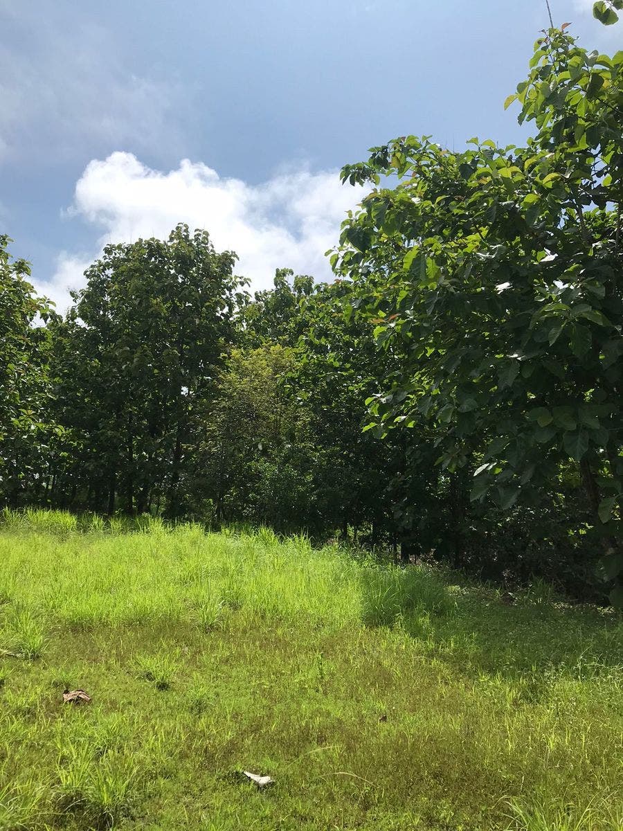 Flat Usable Lot in San Isidro — photo 12 of 15