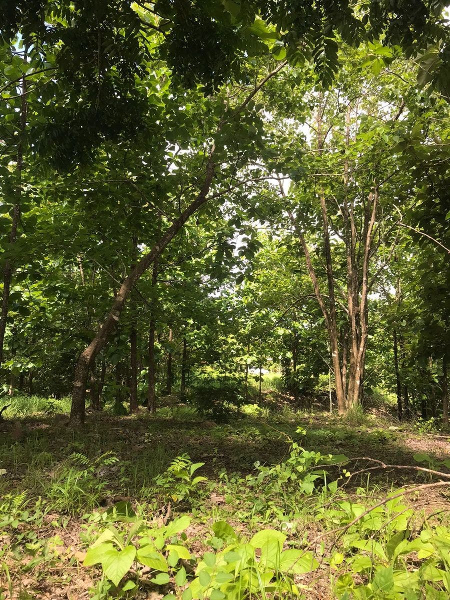 Flat Usable Lot in San Isidro — photo 13 of 15