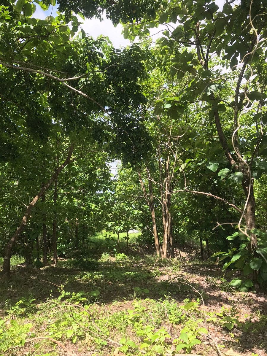 Flat Usable Lot in San Isidro — photo 14 of 15