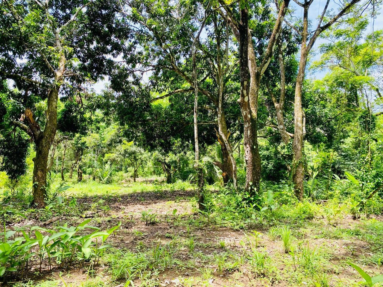 Beautiful Flat Lot Surrounded by Nature — photo 3 of 4