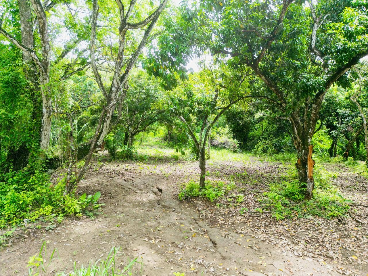 Beautiful Flat Lot Surrounded by Nature — photo 4 of 4