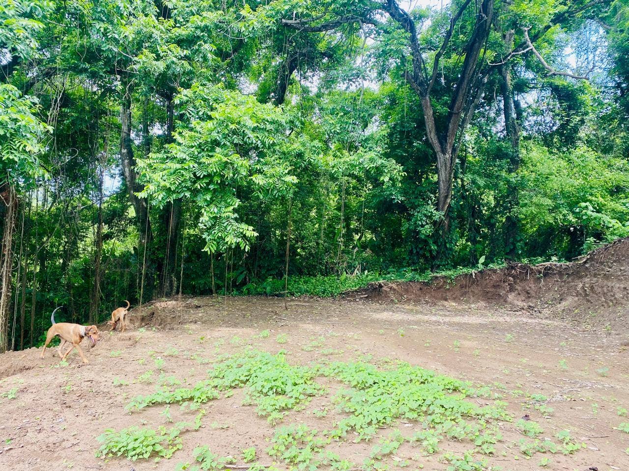 Large Beautiful Lot Surrounded by Nature — photo 6 of 6