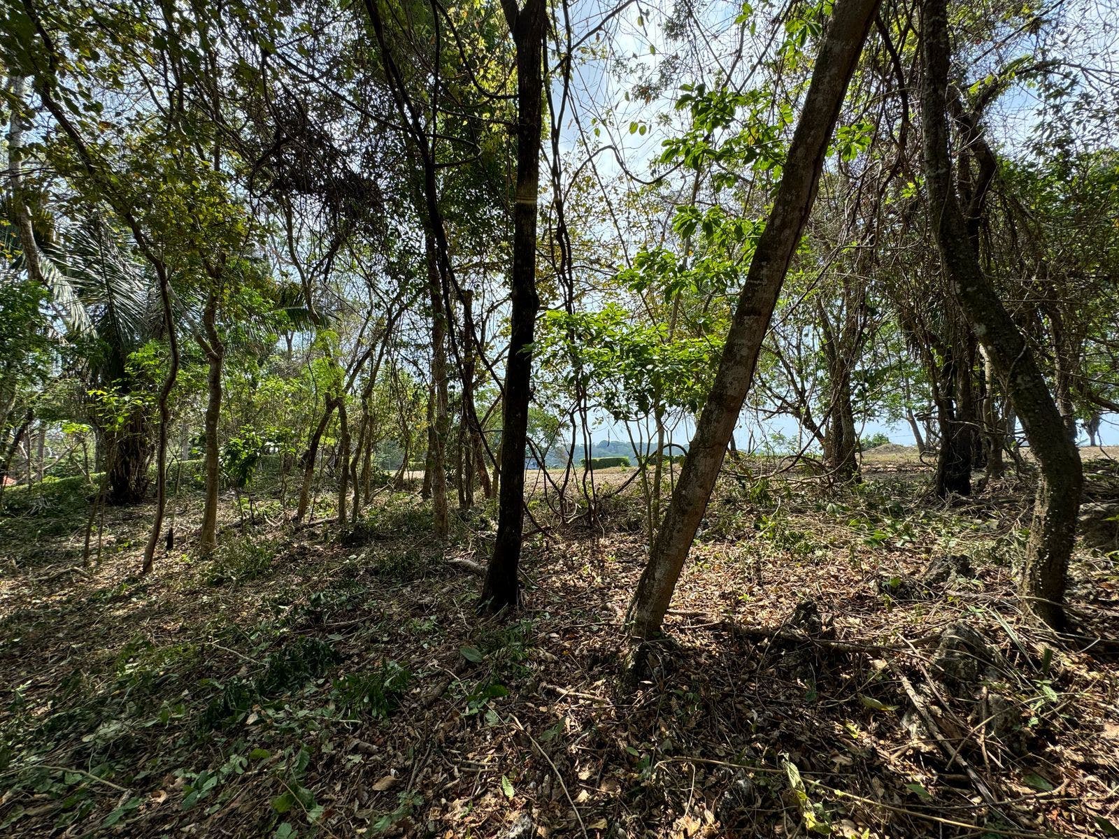 Santa Teresa Lot — photo 6 of 11