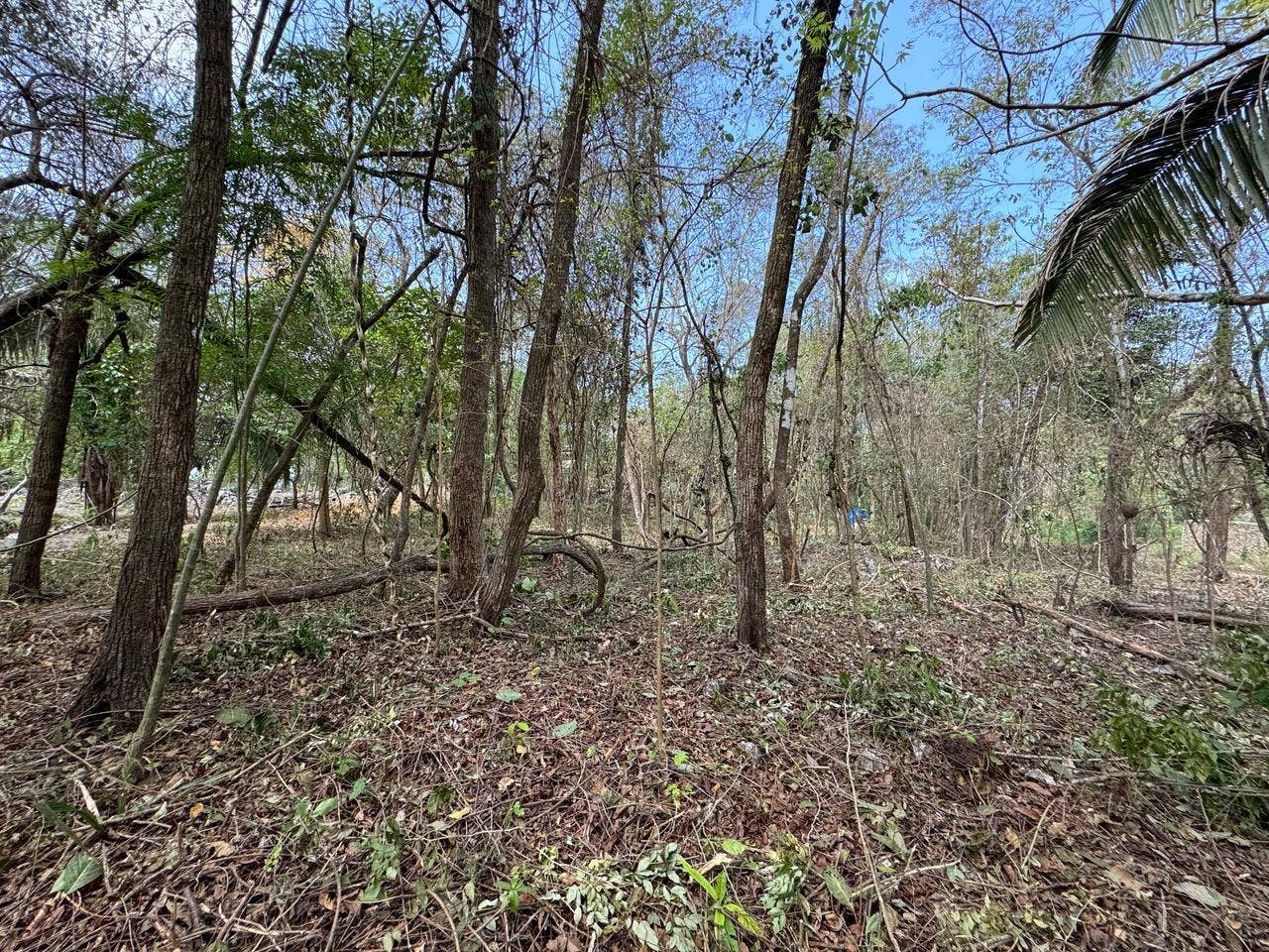 Large Santa Teresa Lot — photo 6 of 18