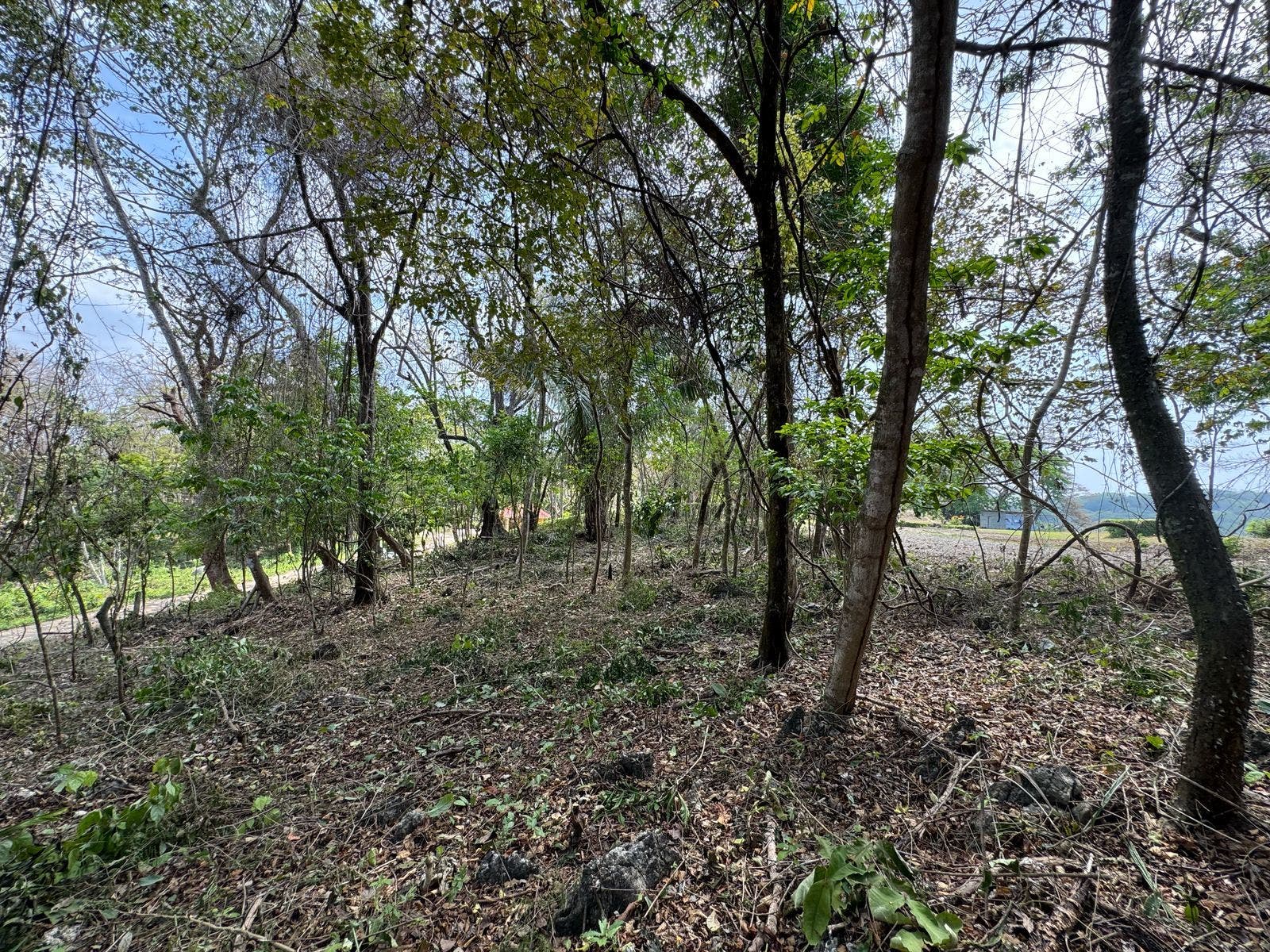 Large Santa Teresa Lot — photo 7 of 18