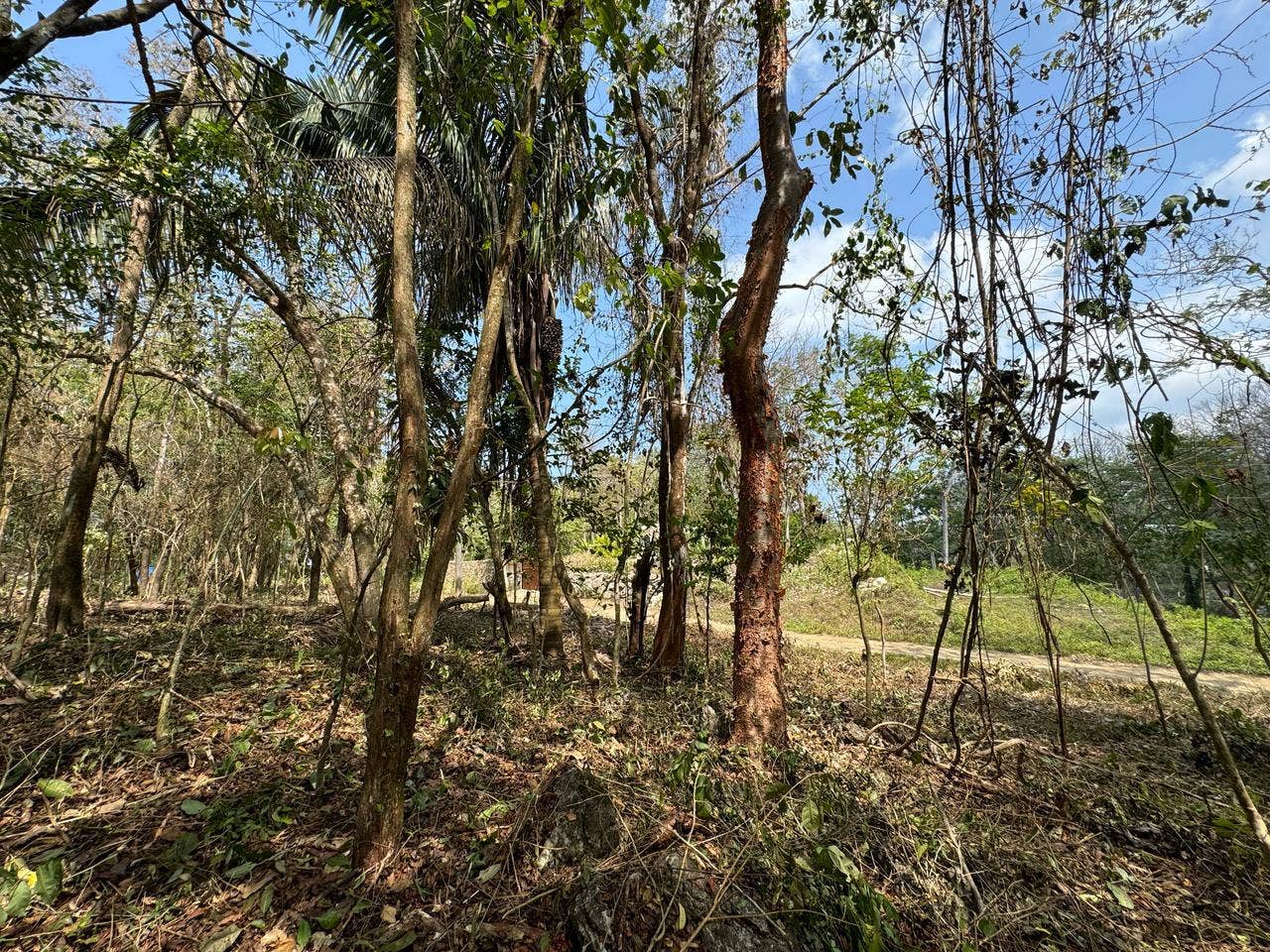 Large Santa Teresa Lot — photo 10 of 18